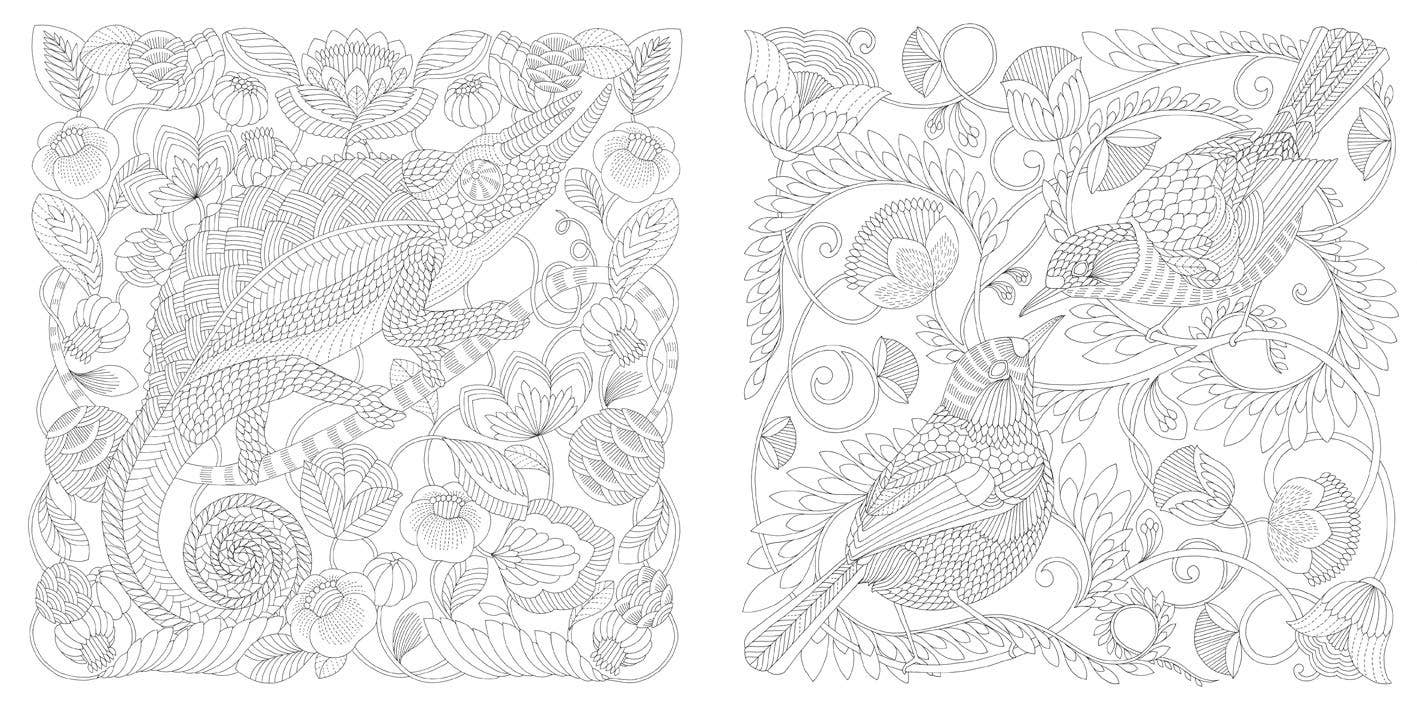 Coloring Book: Millie Marotta's Wildlife Wonders